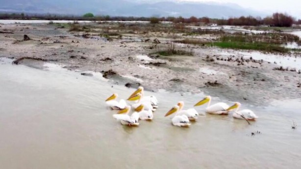 Foto - Afrika'dan göç eden pelikanlar Erzincan'da mola verdi