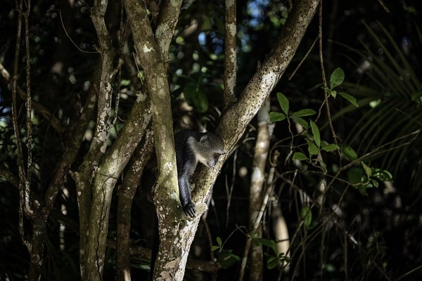 Foto - Afrika'nın renkli adası; Zanzibar