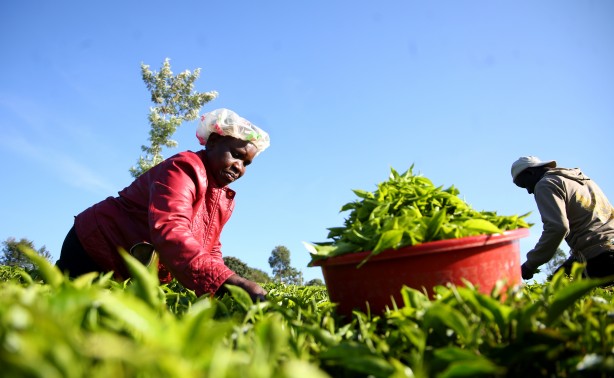 Foto - Afrika'nın Rize'si Kenya'da çay hasadı