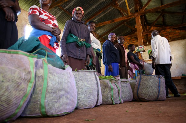 Foto - Afrika'nın Rize'si Kenya'da çay hasadı