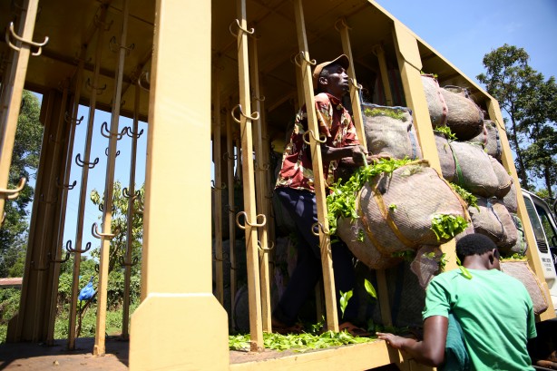 Foto - Afrika'nın Rize'si Kenya'da çay hasadı