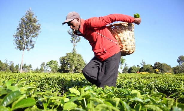 Foto - Afrika'nın Rize'si Kenya'da çay hasadı