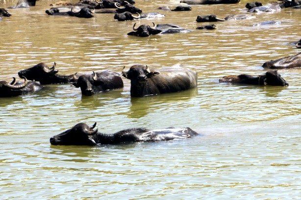 Foto - Afrika'yı aratmayan görüntüler Diyarbakır'dan!