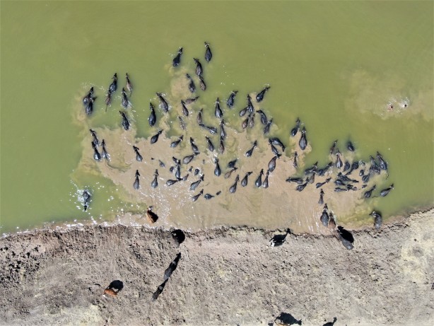 Afrika'yı aratmayan görüntüler Diyarbakır'dan!