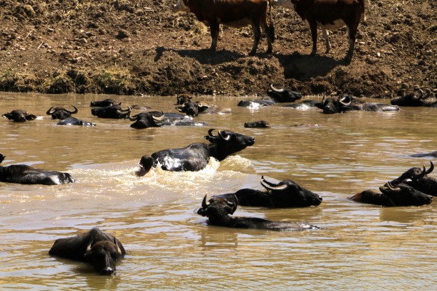 Foto - Afrika'yı aratmayan görüntüler Diyarbakır'dan!