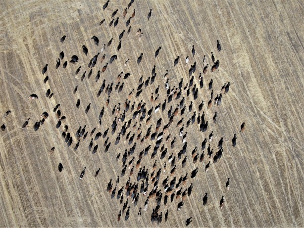 Foto - Afrika'yı aratmayan görüntüler Diyarbakır'dan!