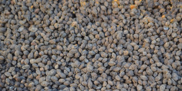 Foto - Afyonkarahisar'da elektrik üretilecek! Atık, enerjiye dönüşüyor! Meyvelerin çekirdekleri katı yakıtta kullanılıyor