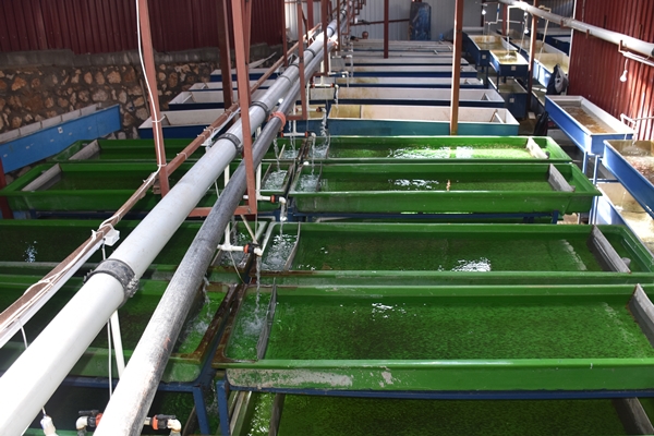 Afyonkarahisar'da üretip dünyaya satıyorlar!