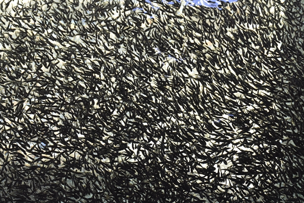 Foto - Afyonkarahisar'da üretip dünyaya satıyorlar!