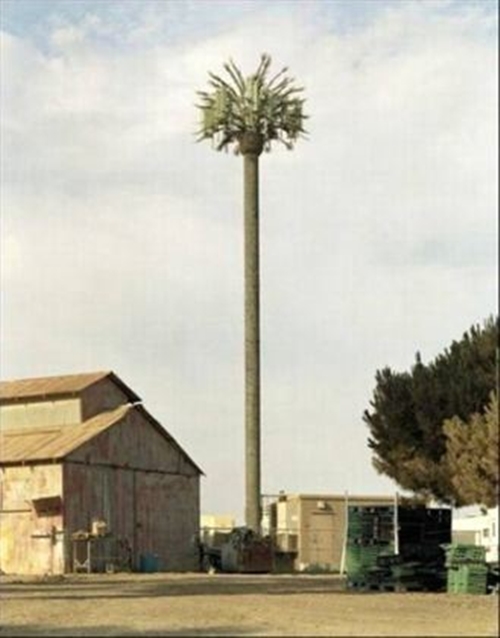 Foto - Ağaç gibi görünüyorlar ama gerçek çok farklı!