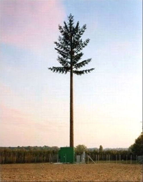 Foto - Ağaç gibi görünüyorlar ama gerçek çok farklı!