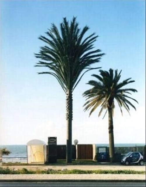 Foto - Ağaç gibi görünüyorlar ama gerçek çok farklı!