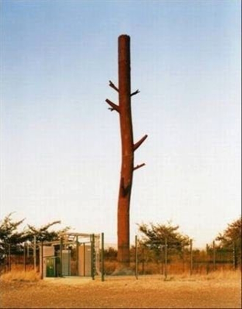 Foto - Ağaç gibi görünüyorlar ama gerçek çok farklı!