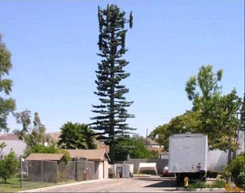 Foto - Ağaç gibi görünüyorlar ama gerçek çok farklı!