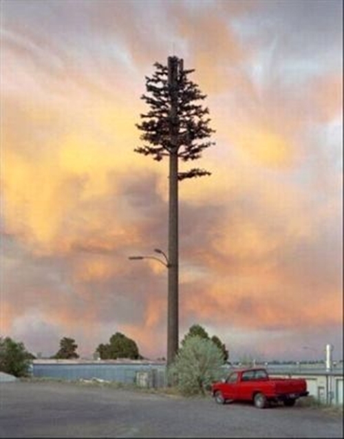 Foto - Ağaç gibi görünüyorlar ama gerçek çok farklı!