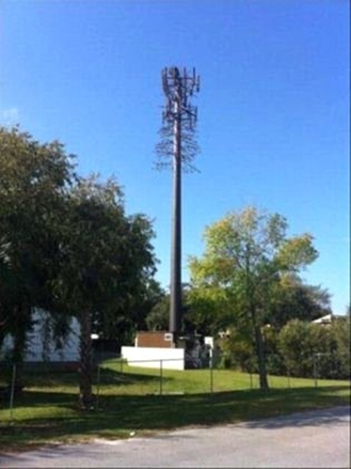 Ağaç gibi görünüyorlar ama gerçek çok farklı!