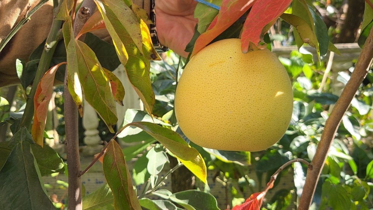 Foto - Ağaç kavununa benzeyen pomelo nedir? Karadeniz'de yetişen meyve faydalarıyla şaşırtıyor