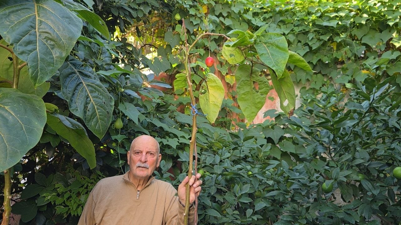 Foto - Ağaç kavununa benzeyen pomelo nedir? Karadeniz'de yetişen meyve faydalarıyla şaşırtıyor