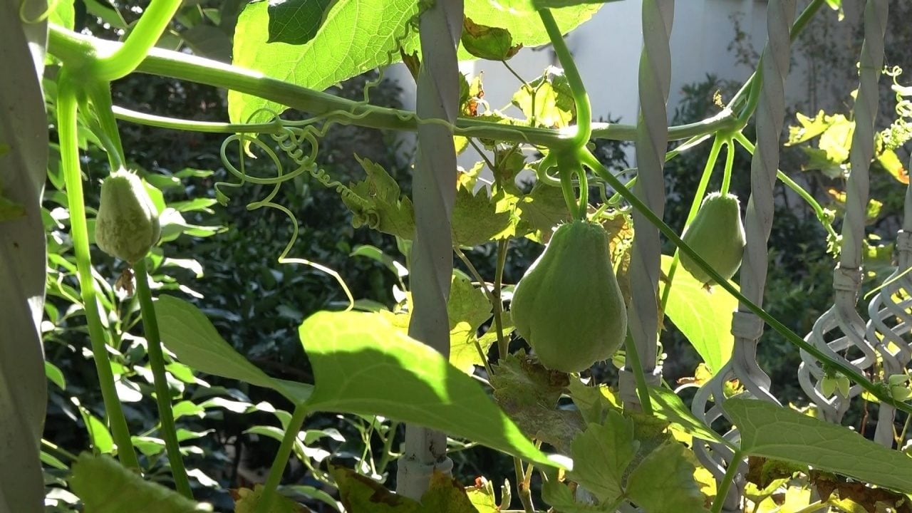 Foto - Ağaç kavununa benzeyen pomelo nedir? Karadeniz'de yetişen meyve faydalarıyla şaşırtıyor