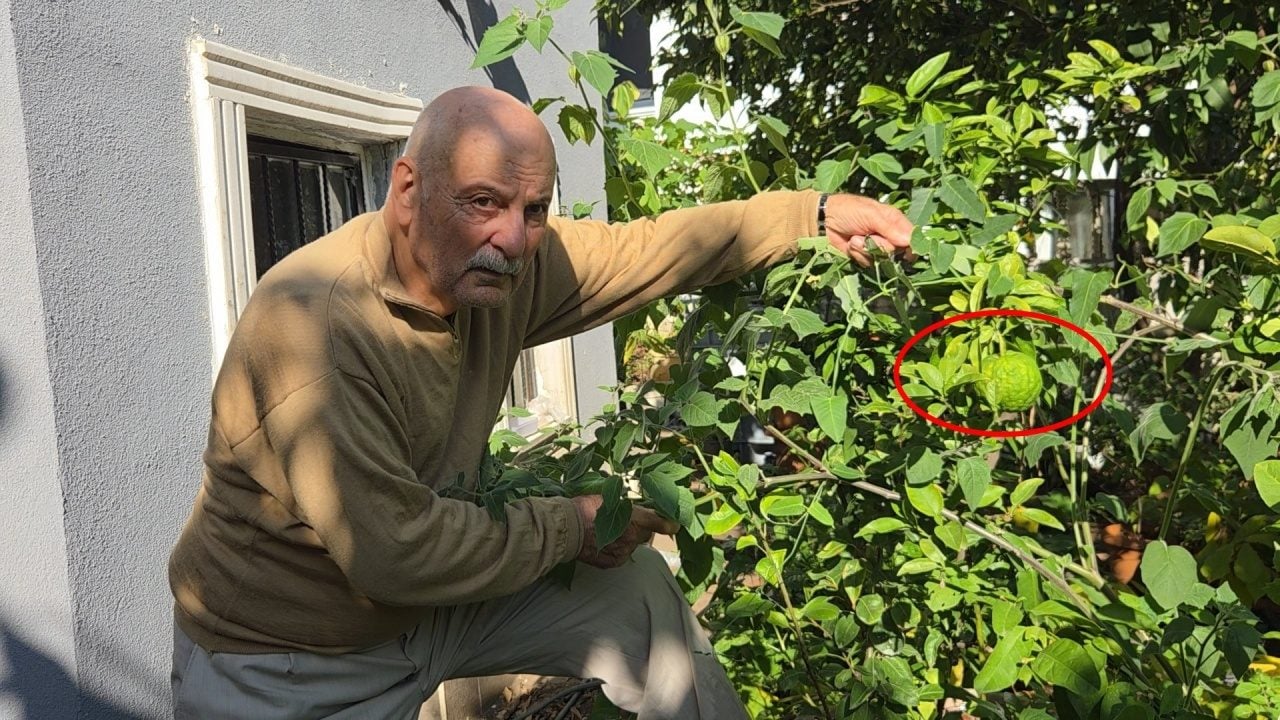 Foto - Ağaç kavununa benzeyen pomelo nedir? Karadeniz'de yetişen meyve faydalarıyla şaşırtıyor