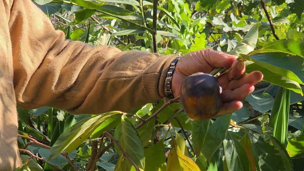 Foto - Ağaç kavununa benzeyen pomelo nedir? Karadeniz'de yetişen meyve faydalarıyla şaşırtıyor