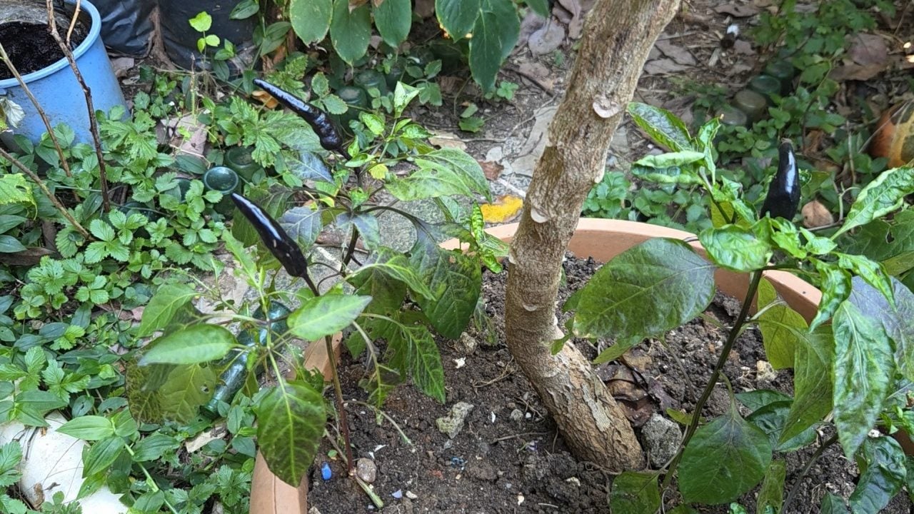 Foto - Ağaç kavununa benzeyen pomelo nedir? Karadeniz'de yetişen meyve faydalarıyla şaşırtıyor