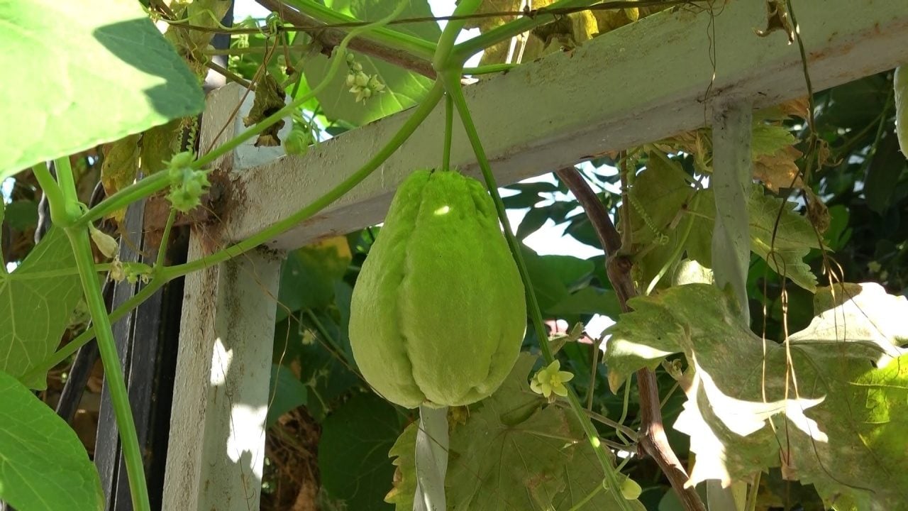 Foto - Ağaç kavununa benzeyen pomelo nedir? Karadeniz'de yetişen meyve faydalarıyla şaşırtıyor