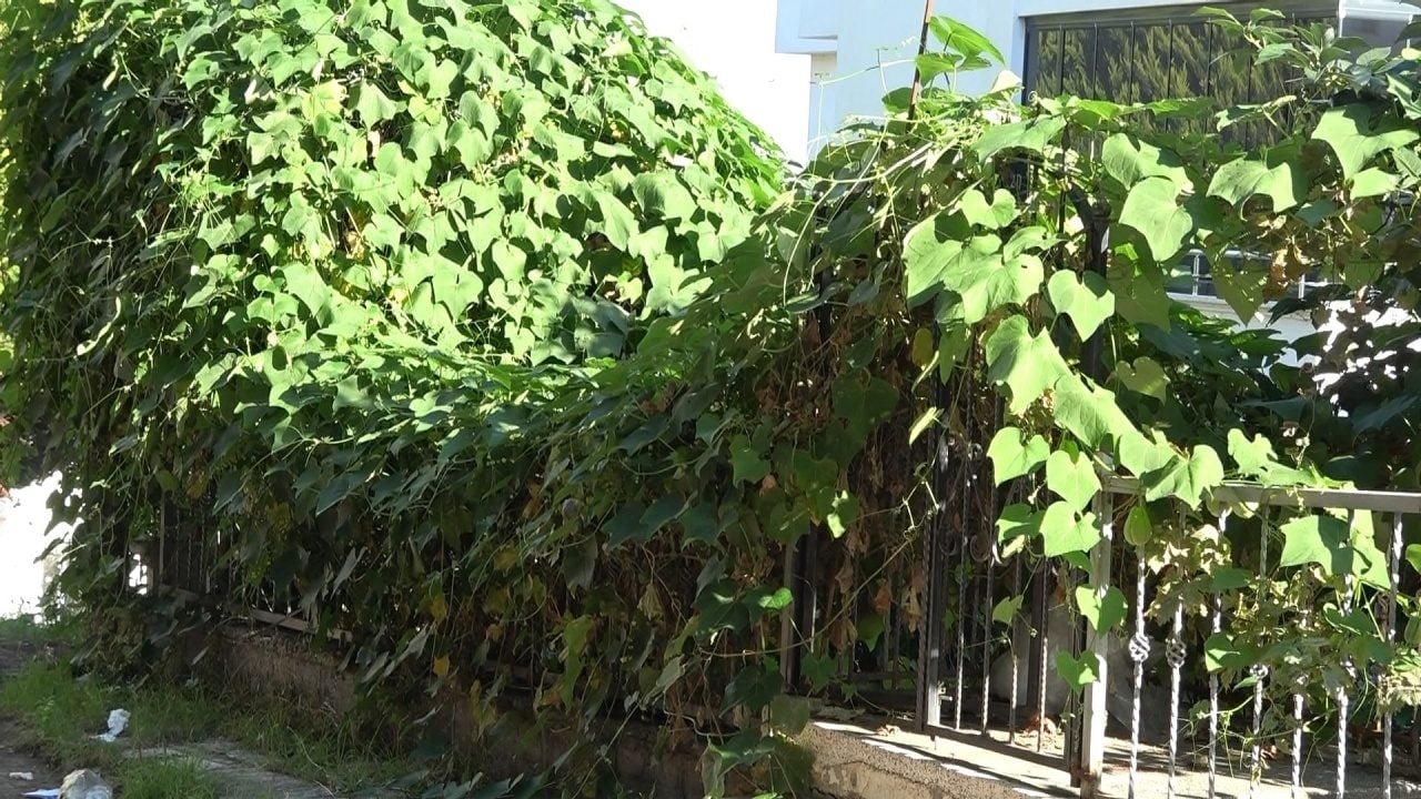 Foto - Ağaç kavununa benzeyen pomelo nedir? Karadeniz'de yetişen meyve faydalarıyla şaşırtıyor