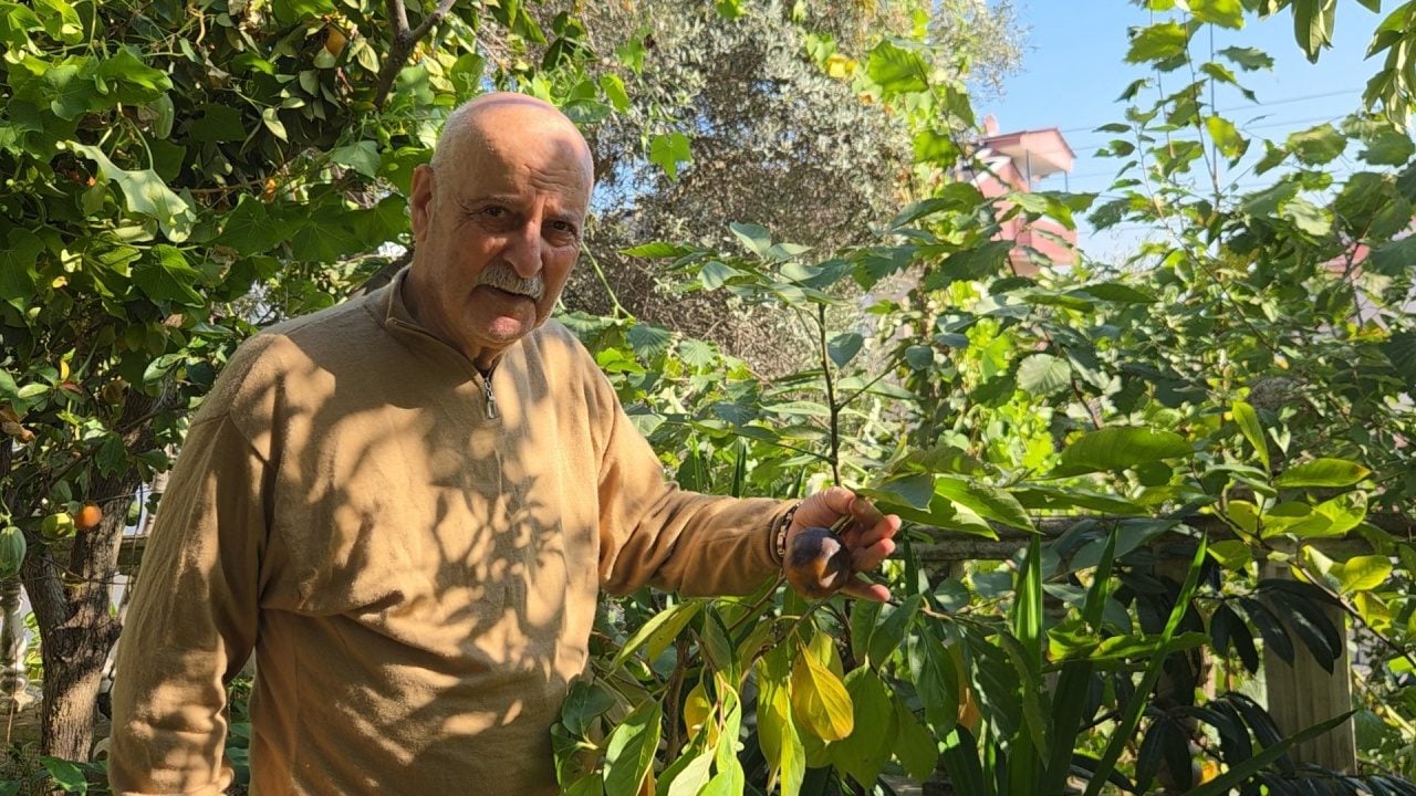 Foto - Ağaç kavununa benzeyen pomelo nedir? Karadeniz'de yetişen meyve faydalarıyla şaşırtıyor