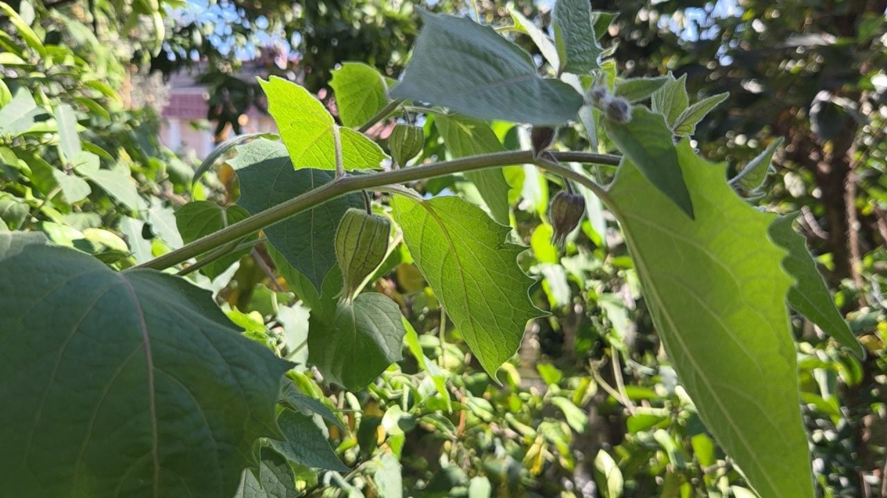 Foto - Ağaç kavununa benzeyen pomelo nedir? Karadeniz'de yetişen meyve faydalarıyla şaşırtıyor