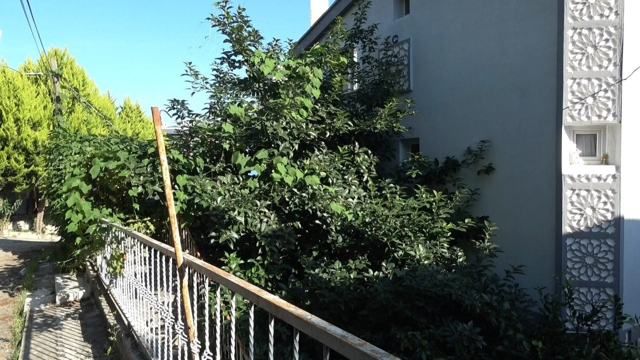 Foto - Ağaç kavununa benzeyen pomelo nedir? Karadeniz'de yetişen meyve faydalarıyla şaşırtıyor