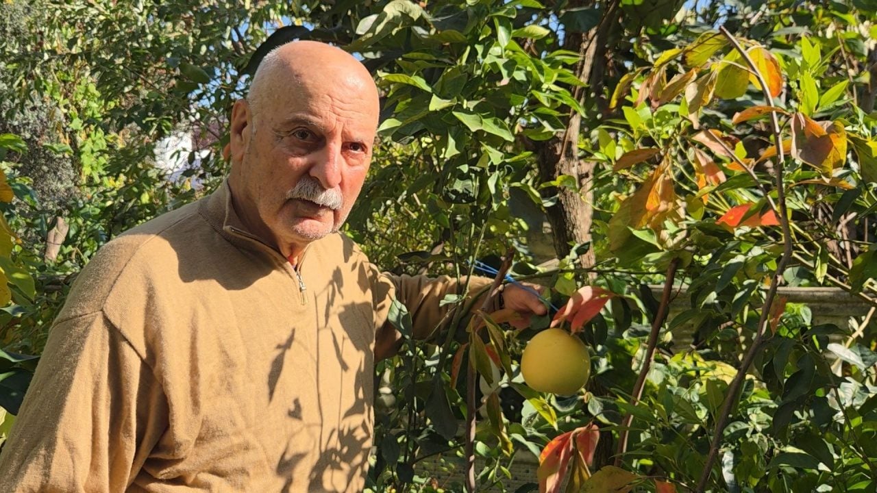 Ağaç kavununa benzeyen pomelo nedir? Karadeniz'de yetişen meyve faydalarıyla şaşırtıyor