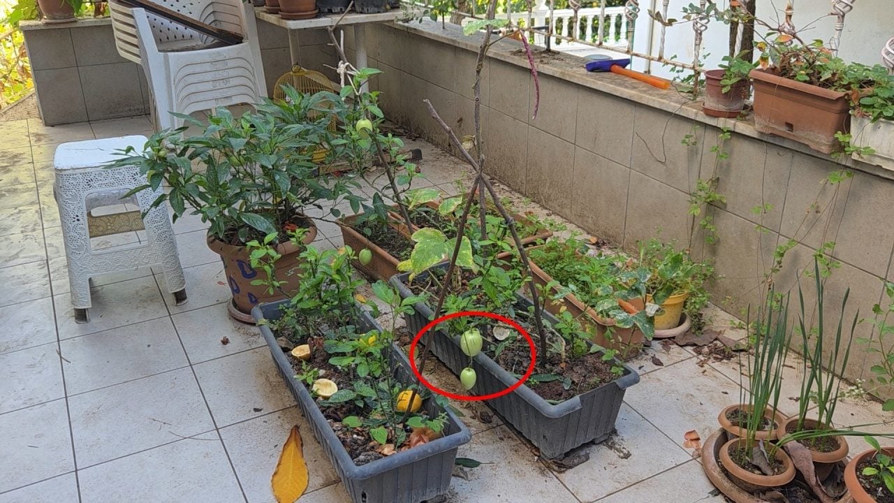 Foto - Ağaç kavununa benzeyen pomelo nedir? Karadeniz'de yetişen meyve faydalarıyla şaşırtıyor