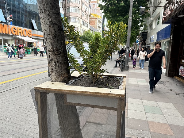 Foto - Ağaç zarar görmesin diye bakın ne yaptı