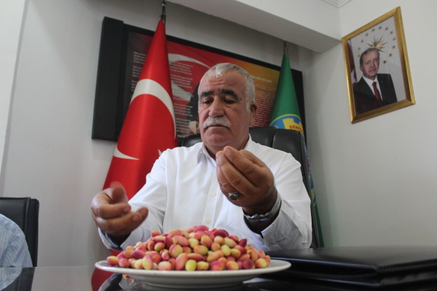 Foto - Ağacı görenler gözlerine inanamıyor! Burası fıstığın anavatanı...