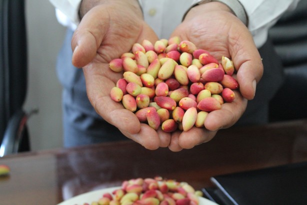 Foto - Ağacı görenler gözlerine inanamıyor! Burası fıstığın anavatanı...