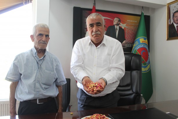Foto - Ağacı görenler gözlerine inanamıyor! Burası fıstığın anavatanı...