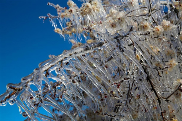 Foto - Ağacın hikayesi fıkraları aratmadı!