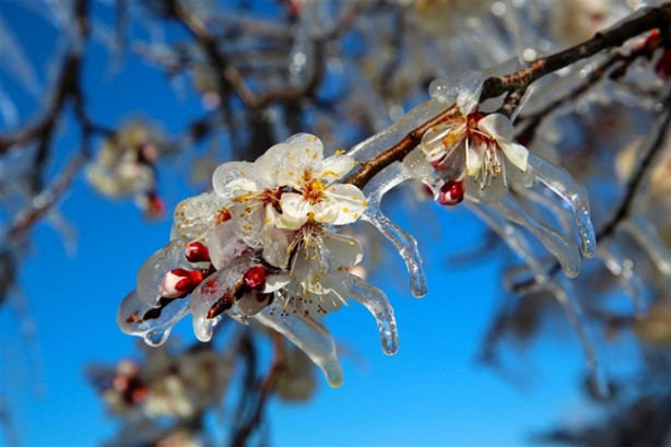 Foto - Ağacın hikayesi fıkraları aratmadı!