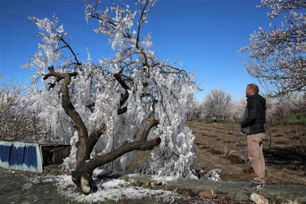 Foto - Ağacın hikayesi fıkraları aratmadı!