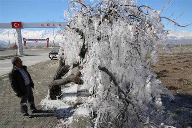 Ağacın hikayesi fıkraları aratmadı!