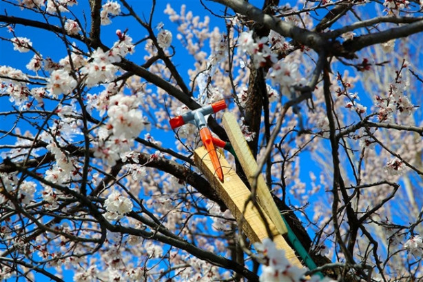 Foto - Ağacın hikayesi fıkraları aratmadı!
