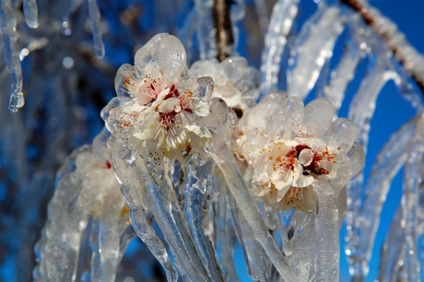 Foto - Ağacın hikayesi fıkraları aratmadı!