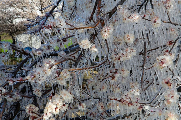 Foto - Ağacın hikayesi fıkraları aratmadı!