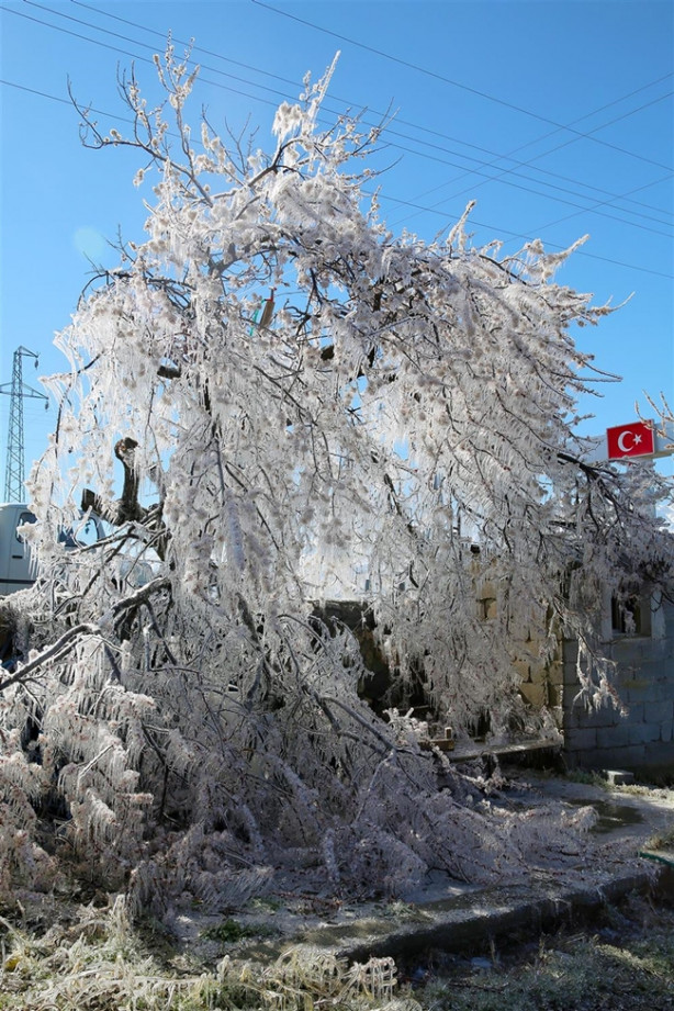 Foto - Ağacın hikayesi fıkraları aratmadı!