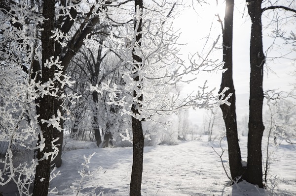 Foto - Ağaçlar buz tuttu ortaya bu manzara çıktı