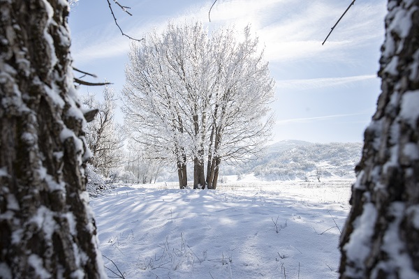 Foto - Ağaçlar buz tuttu ortaya bu manzara çıktı