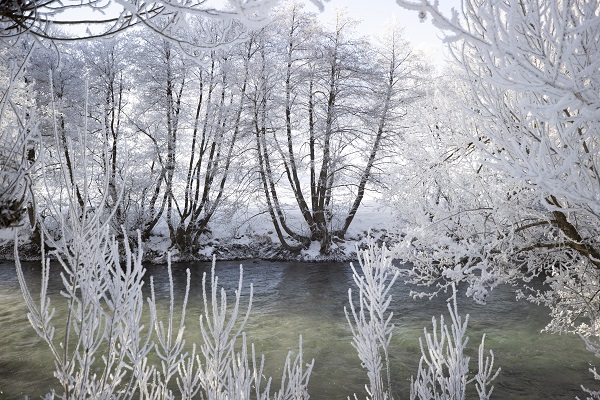 Foto - Ağaçlar buz tuttu ortaya bu manzara çıktı