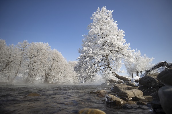 Foto - Ağaçlar buz tuttu ortaya bu manzara çıktı