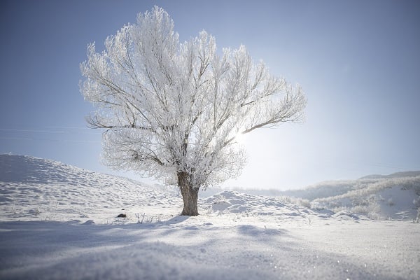 Ağaçlar buz tuttu ortaya bu manzara çıktı